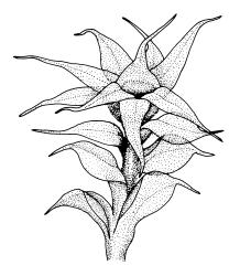 Tayloria purpurascens, habit of ♂ plant. Drawn from A.J. Fife 6919, CHR 406855, and M.J.A. Simpson 1109, CHR 106044.
 Image: R.C. Wagstaff © Landcare Research 2015 